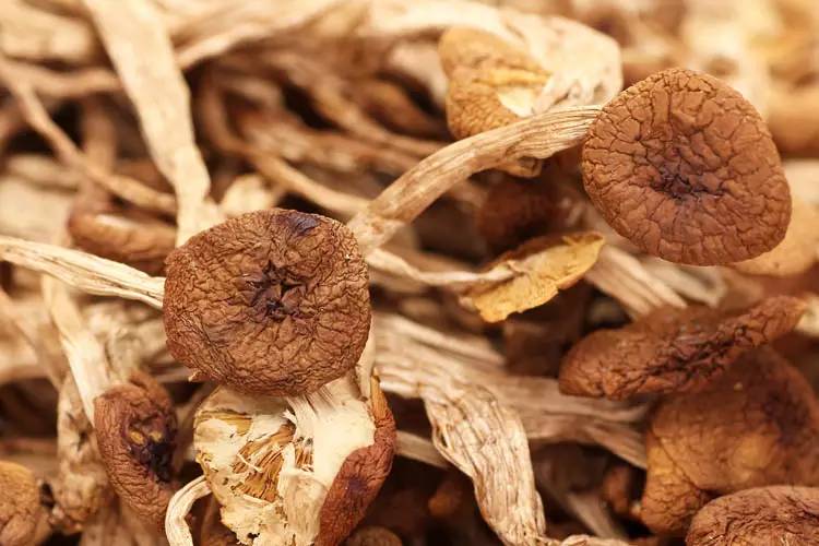 精品茶树菇 500g/包